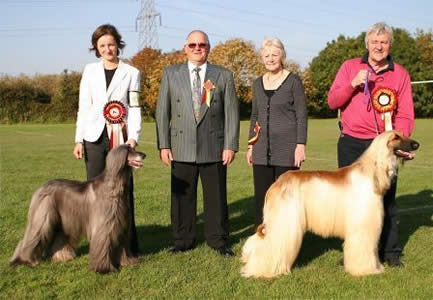 Best in Show and Reserve