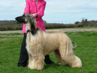 Cream dog