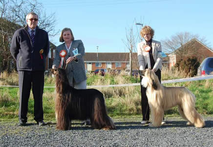 Best in Show and Reserve