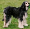 Afghan Hound Rescue - Millie