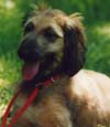 Afghan Hound Rescue - Willy puppy
