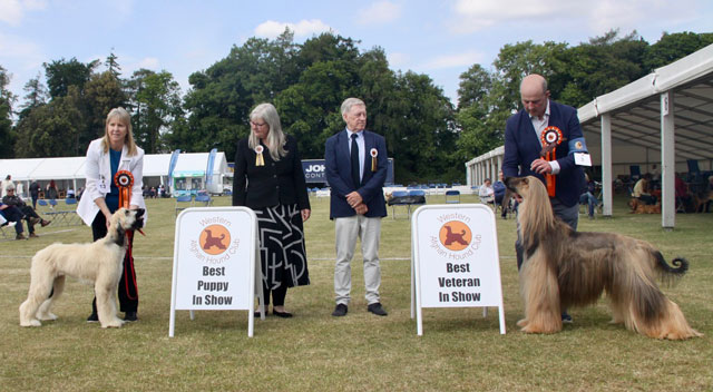 WAHC 2025 Championship show - BPS and BVIS