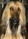 Afghan Hound Rescue - Aramis