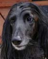 Afghan Hound Rescue - Jade