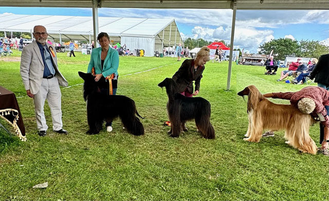 Western Afghan Hound Club 6 August 2023 Open Show Winners