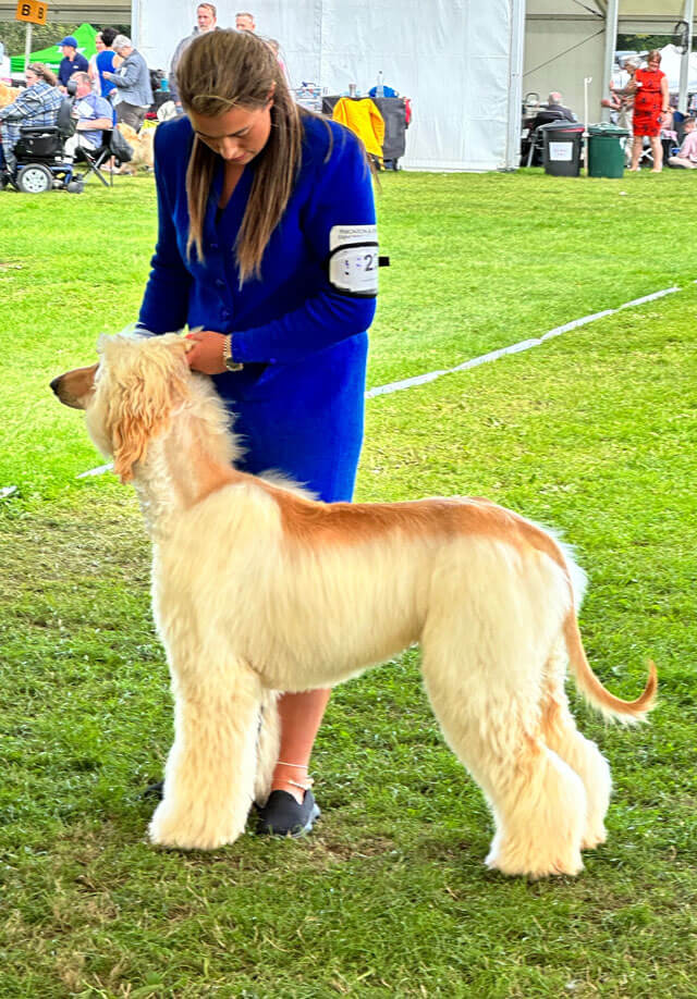 Western Afghan Hound Club, Open show, 6 August 2023 BPIS Altside Micha Hot Prophet (Lees)