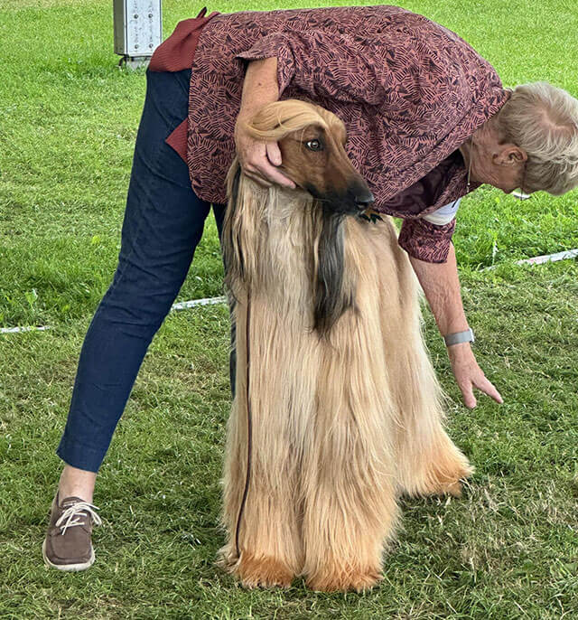 Western Afghan Hound Club, Open show, 6 August 2023 Open winner - Sitana Lal Toofan