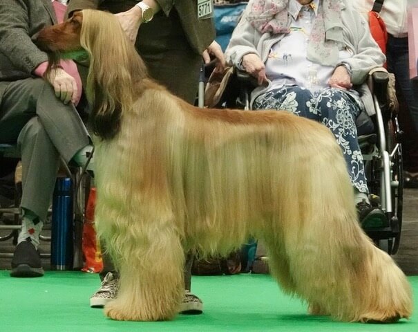 Member's Dog of the Year