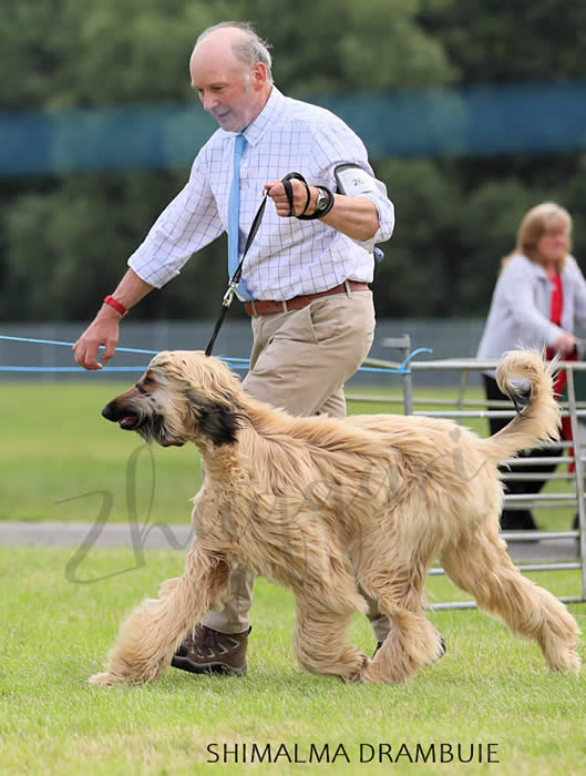 Severndene Puppy